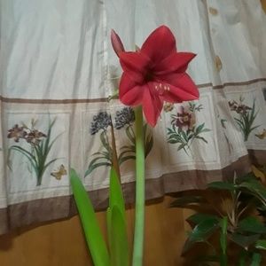 Meet your Posher, Juana